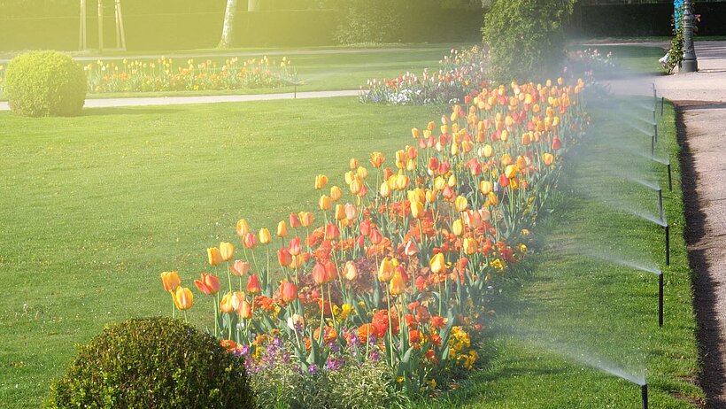 Wiese und Blumenbeet wird von Sprinklern bewässert