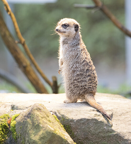 Erdmännchen steht auf Stein im Zoo Siegelbach-Kaiserslautern