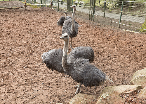 Strauße im Zoo Siegelbach-Kaiserslautern