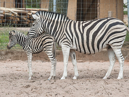 Zebras im Zoo Siegelbach-Kaiserslautern